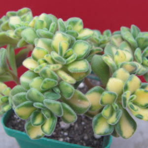 Aeonium lindleyi  variegata