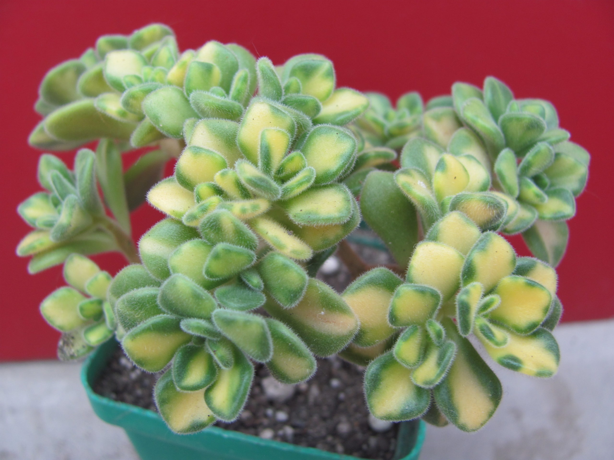 Aeonium lindleyi  variegata