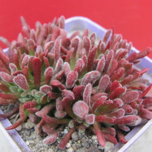 Crassula pubescens