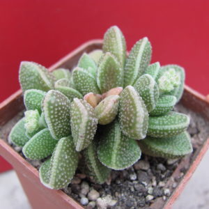 Crassula   hybr.