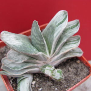 Gasteria   variegata