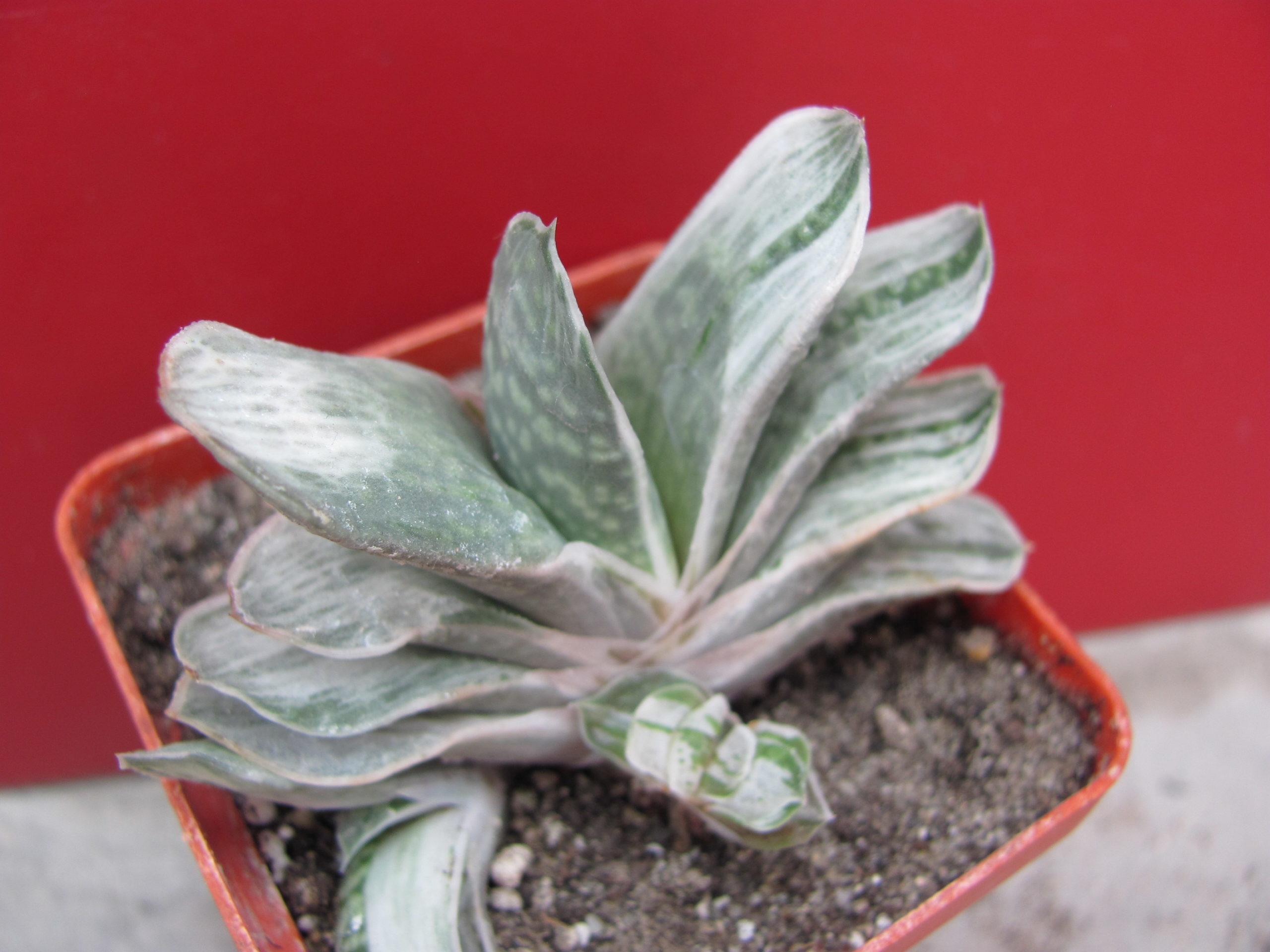 Gasteria   variegata