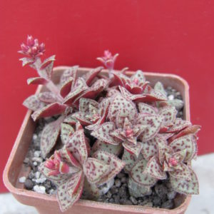 Crassula picturata