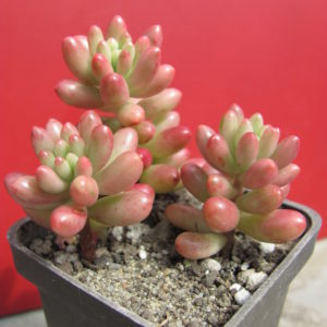 Sedum Aurora