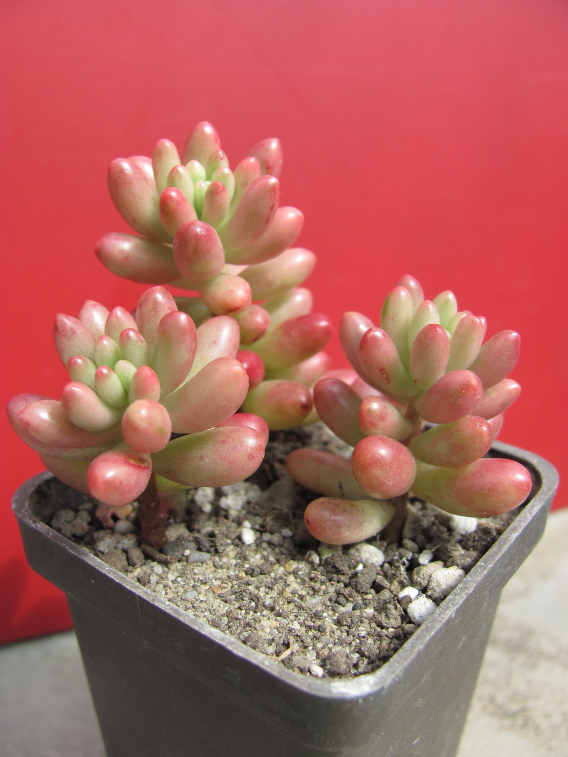 Sedum Aurora