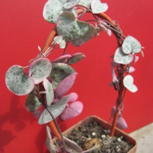 Ceropegia woodii variegata