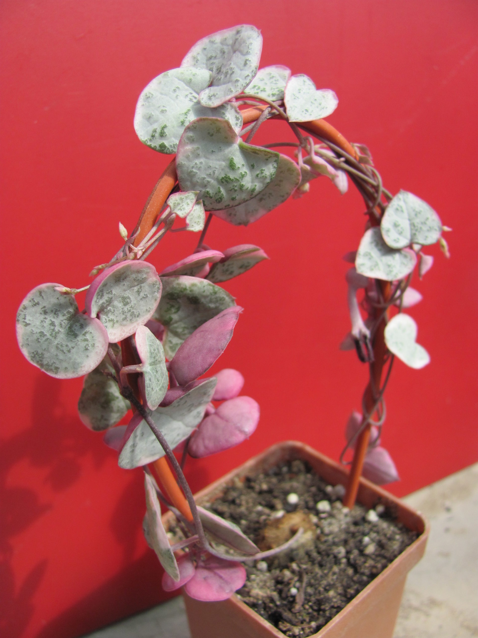 Ceropegia woodii variegata