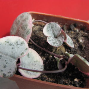 Ceropegia woodii variegata