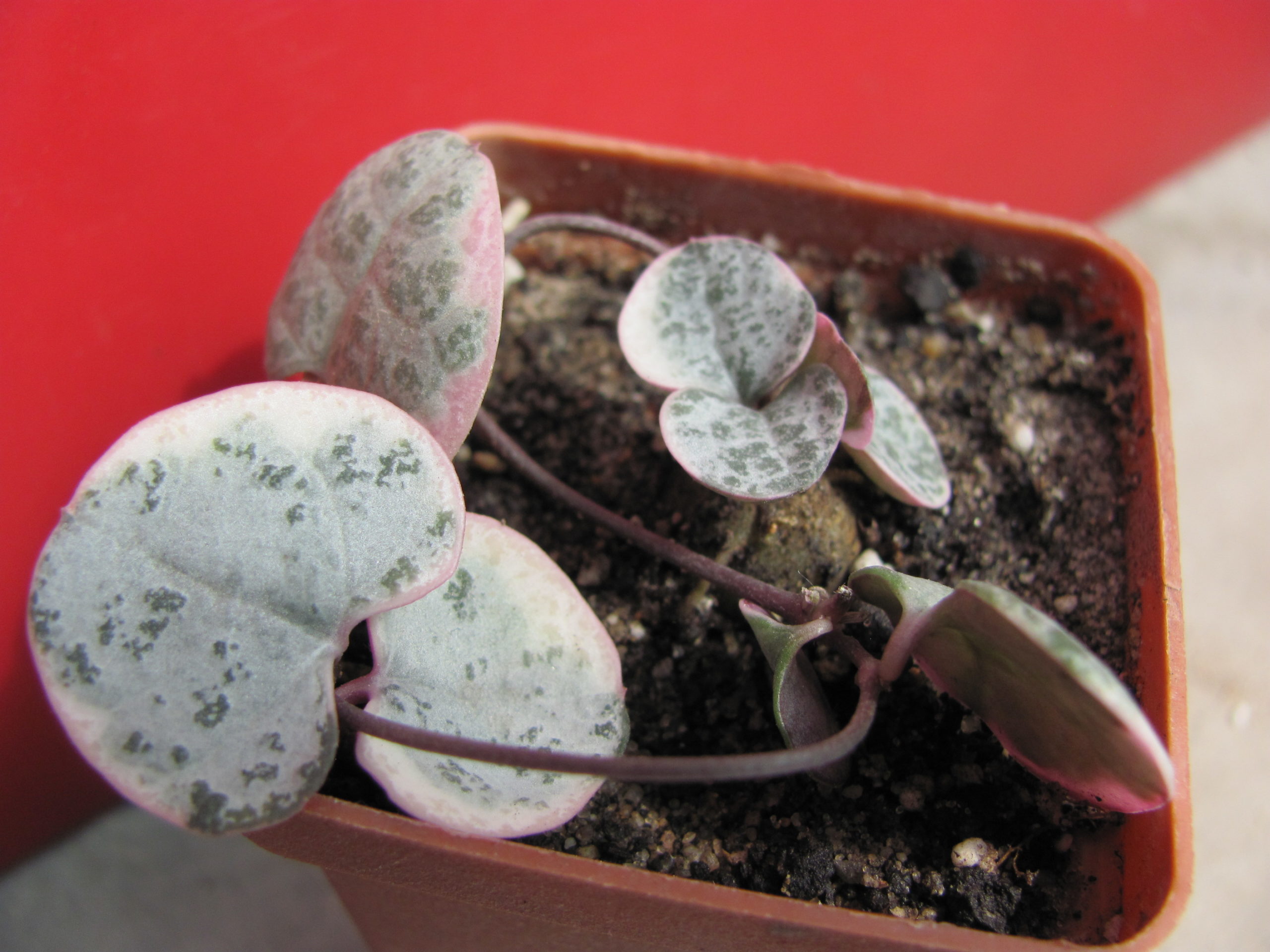 Ceropegia woodii variegata