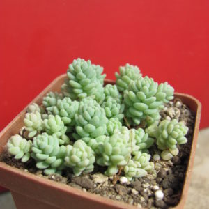 Sedum dasyphyllum   *Major*