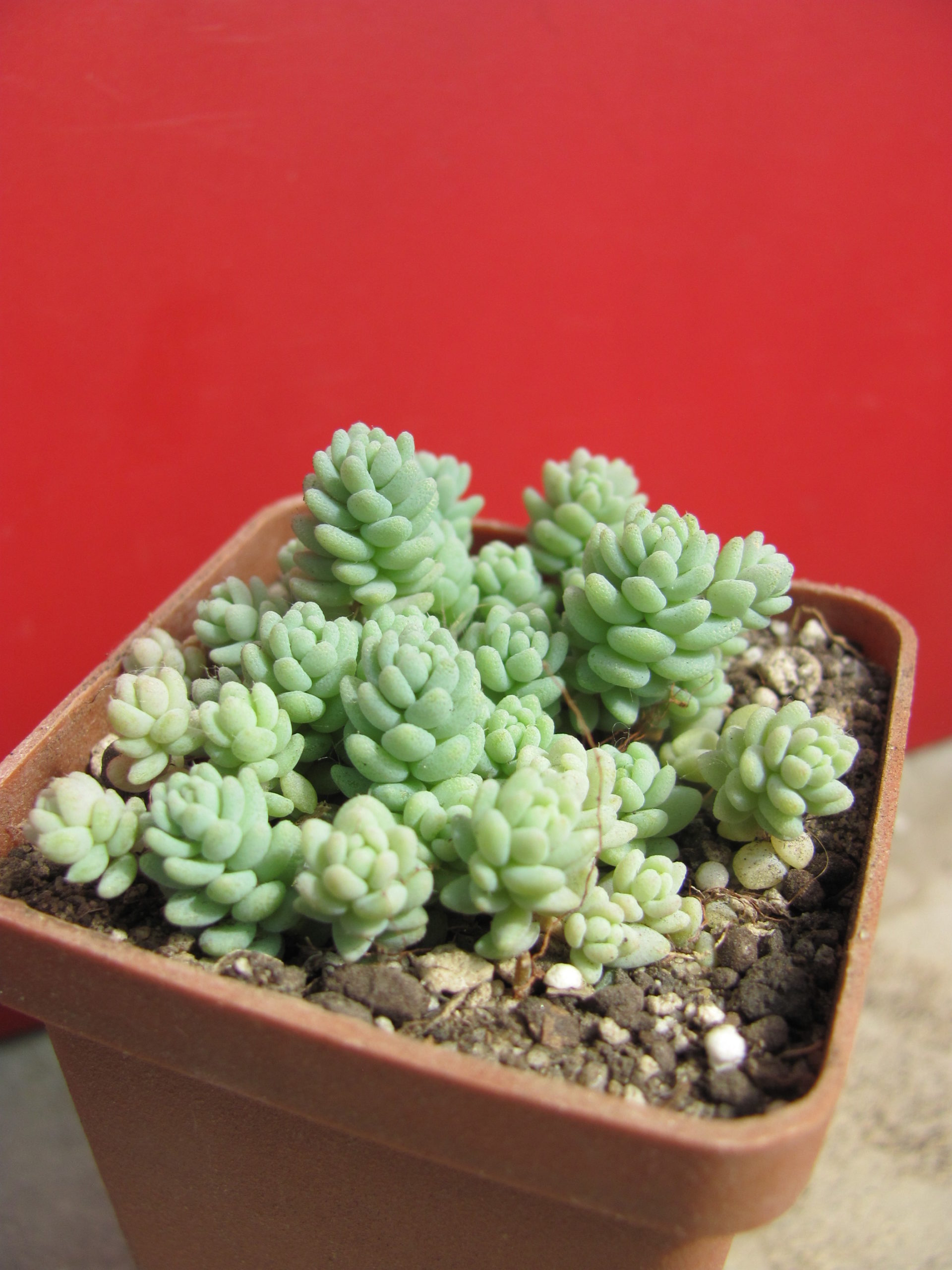 Sedum dasyphyllum   *Major*