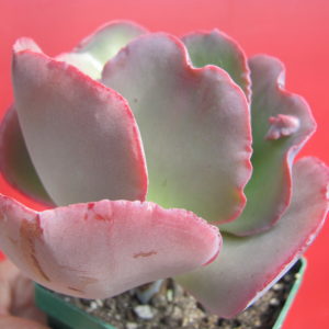 Echeveria Raggamuffin