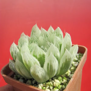 Haworthia cooperi variegata