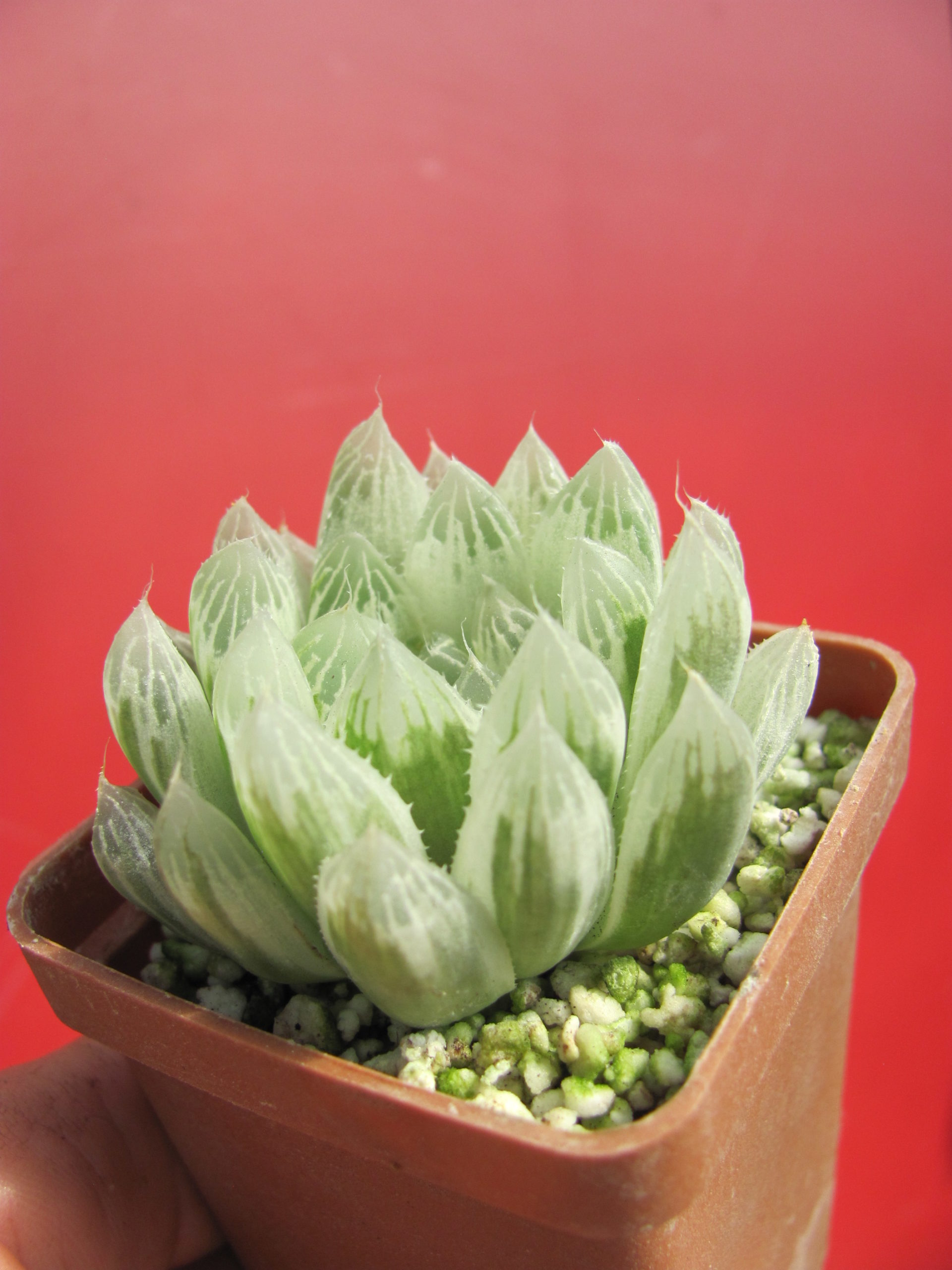 Haworthia cooperi variegata