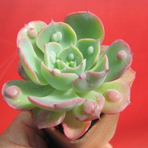 Echeveria Raindrops