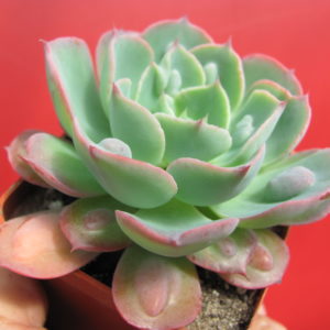 Echeveria  Raindrops