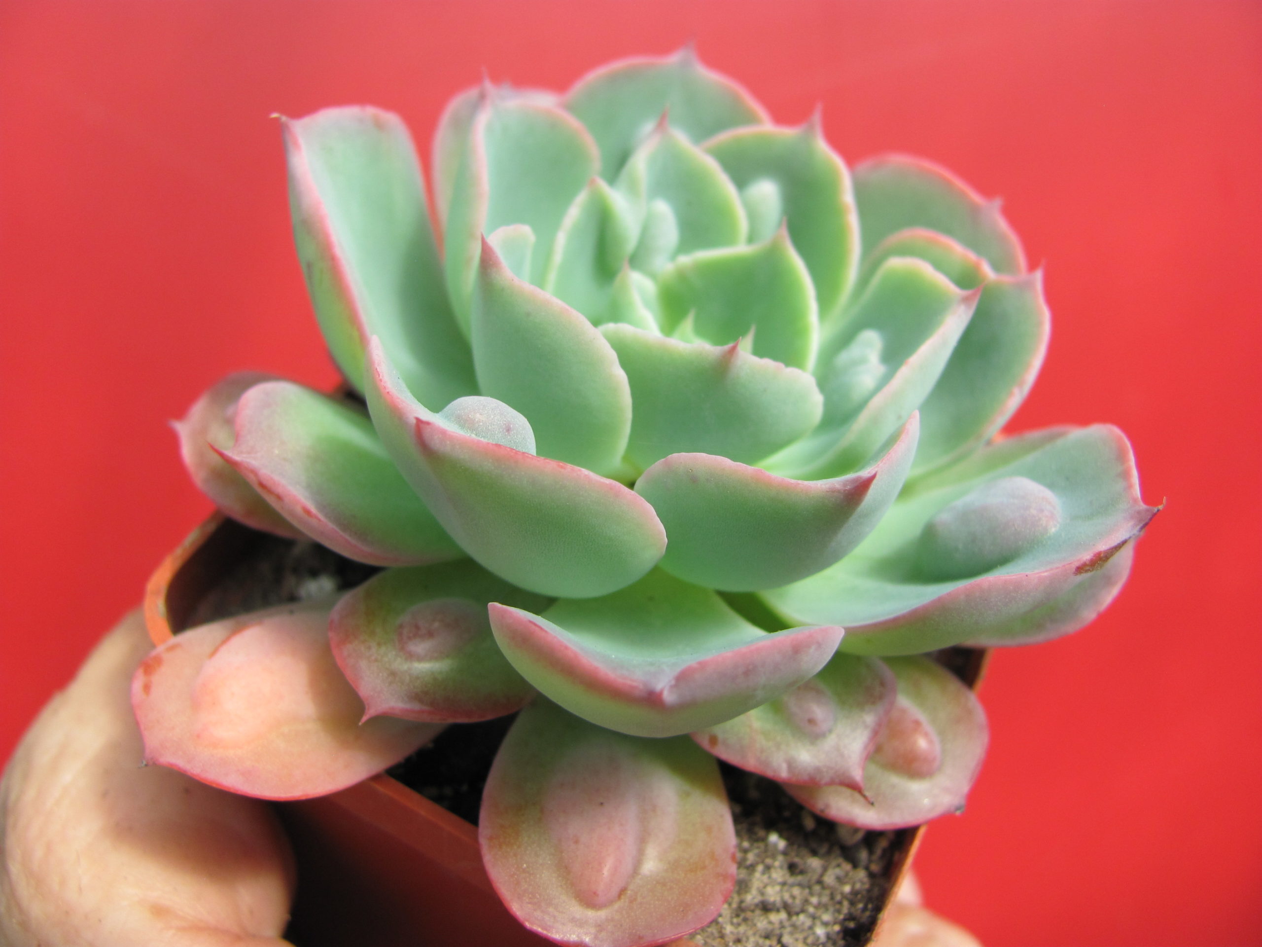 Echeveria Raindrops