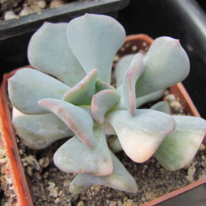 Echeveria  Cubic Frost variegata