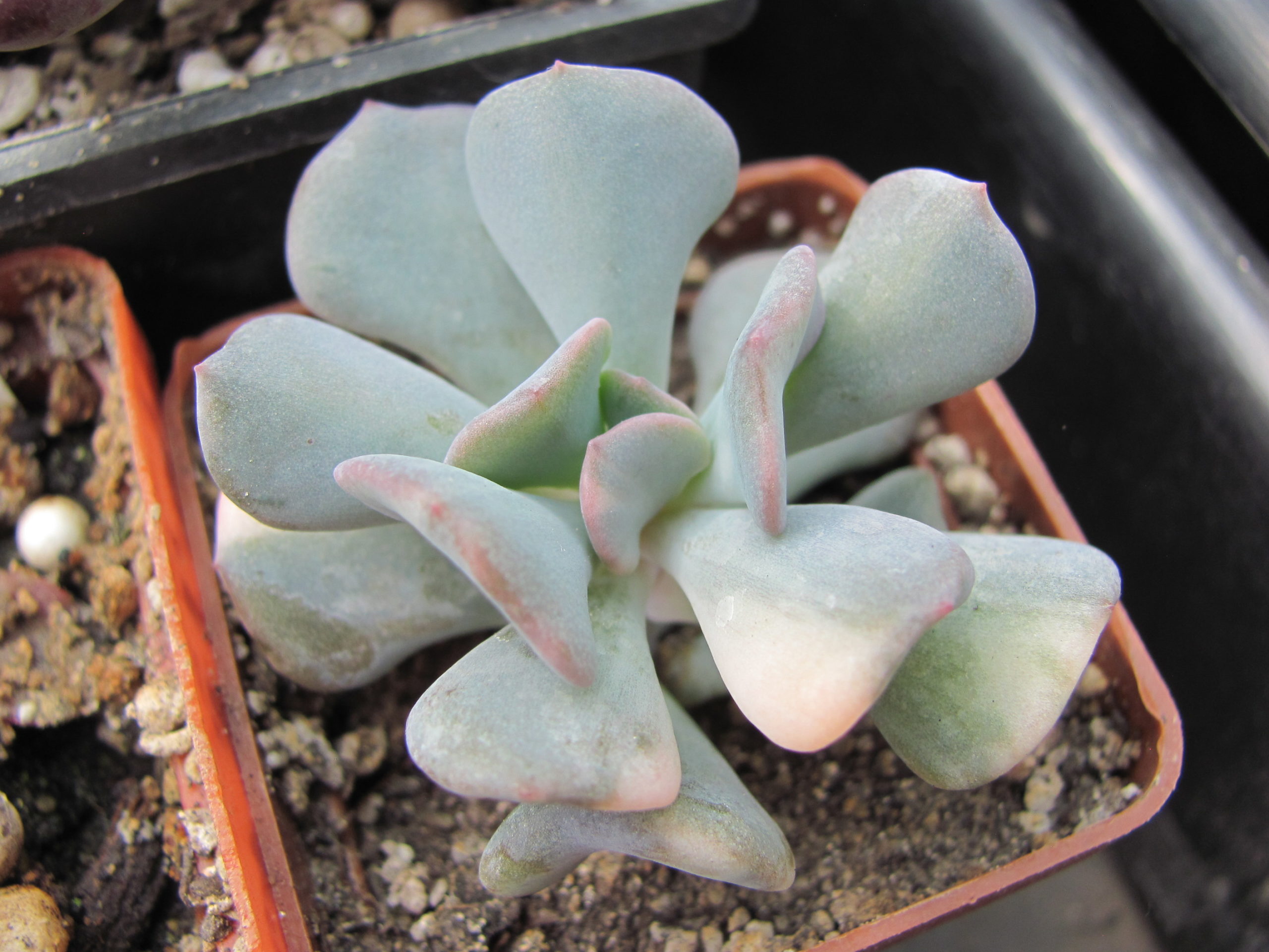 Echeveria Cubic Frost variegata
