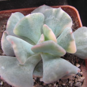 Echeveria  Cubic Frost variegata