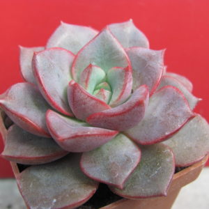 Echeveria purpusorum  hybr.   *Blue*    (hybrid Lipskiy )