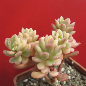 Sedum  *Joyce Tulloch*  variegata
