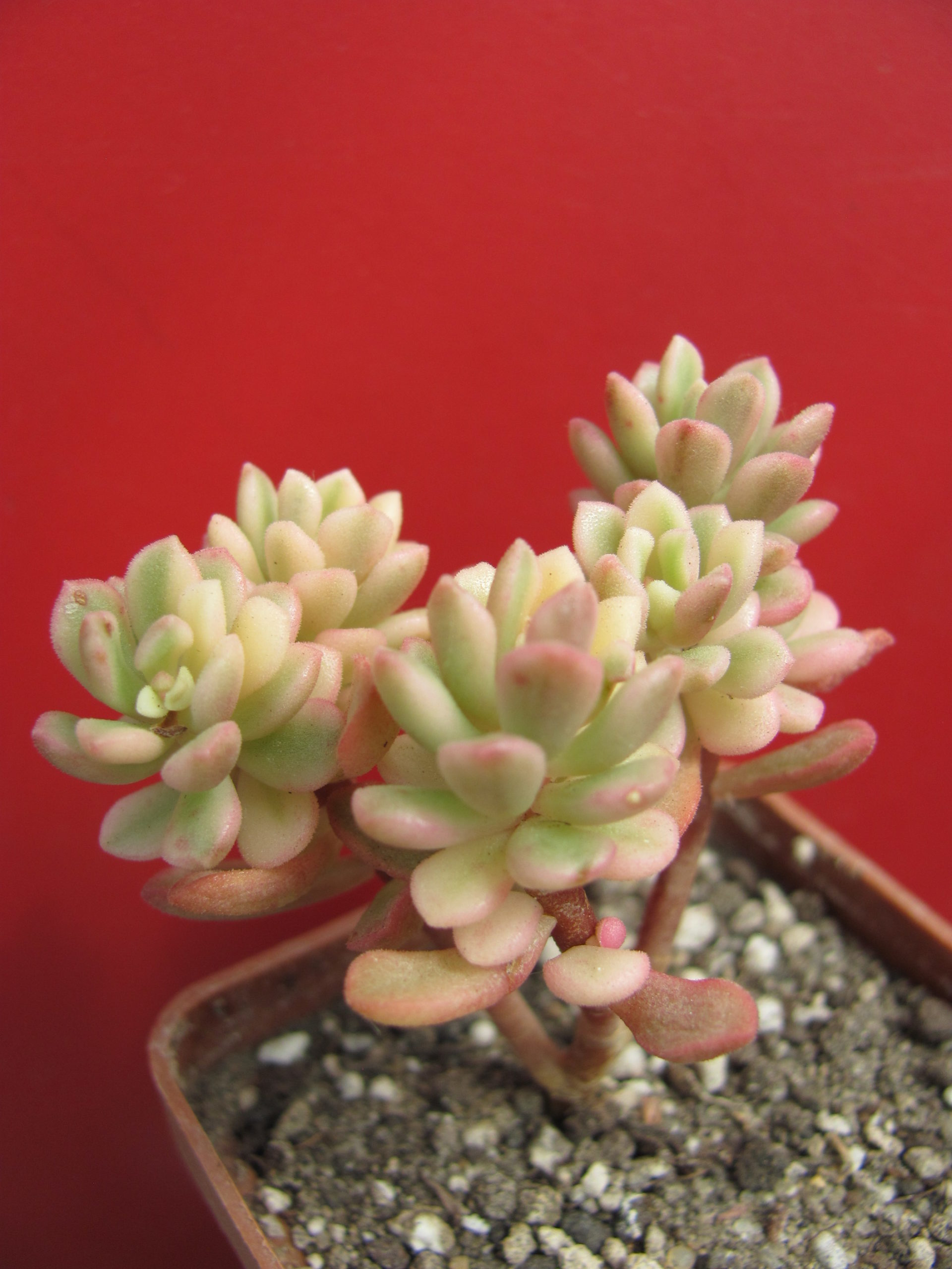 Sedum  *Joyce Tulloch*  variegata