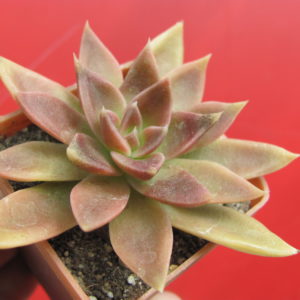 Echeveria serrana