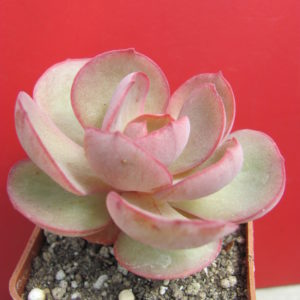 Echeveria Suyon