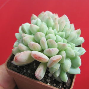 Echeveria glauca  cristata
