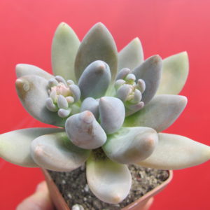 Pachyveria  fittkaui