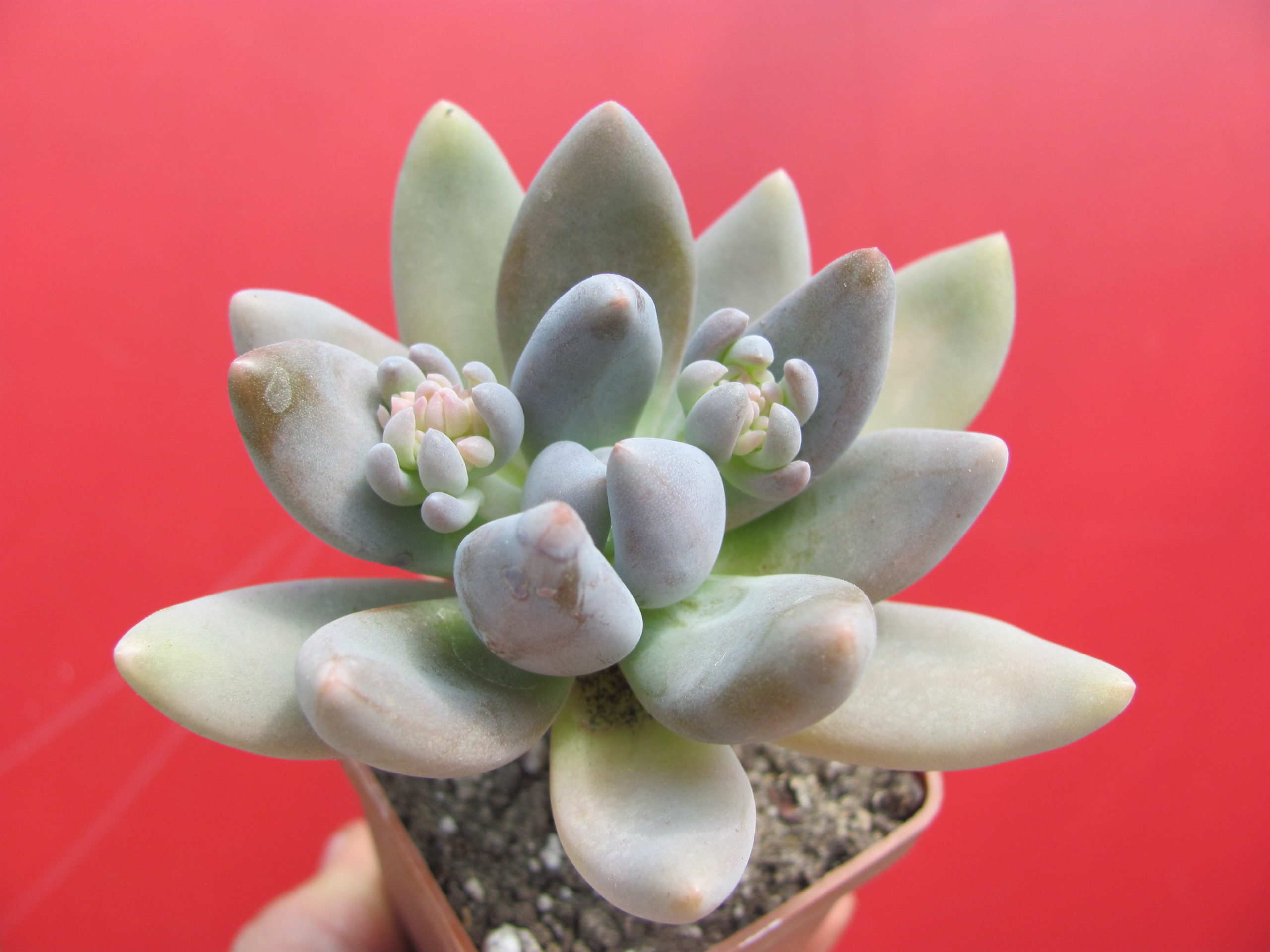 Pachyveria fittkaui