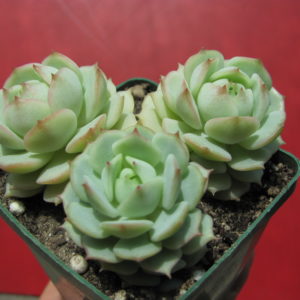Echeveria   derenbergii  3 разом