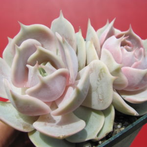Echeveria  hybr.