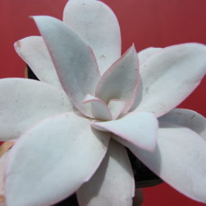 Echeveria Cante