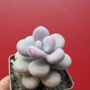 Pachyphytum  Pink