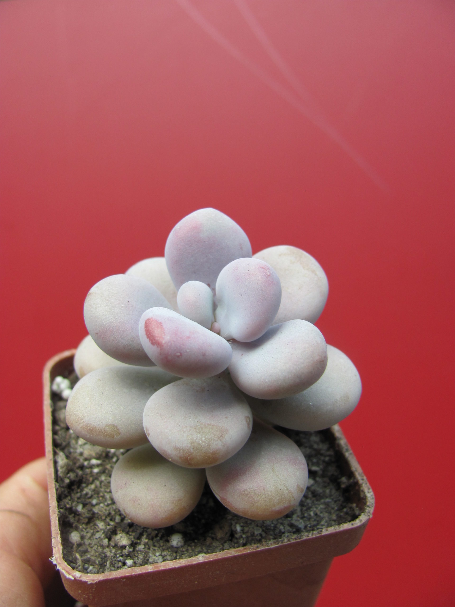 Pachyphytum  Pink