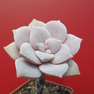 Graptopetalum superbum