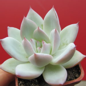 Echeveria   Beatrice
