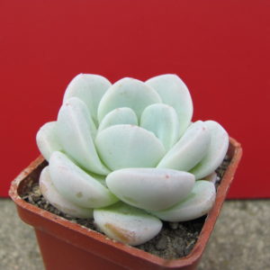 Echeveria    hybr.     #19    ( hybrid Lipskiy )