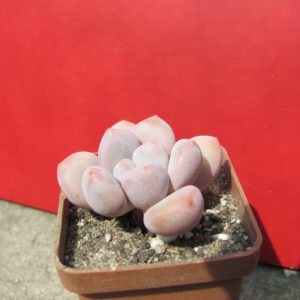 Pachyphytum  oviferum  hybr.      #100