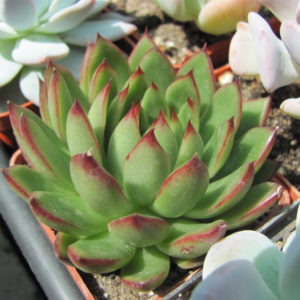 Echeveria agavoides  Christmas