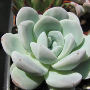 Echeveria   hybr.   #19      ( hybrid Lipskiy )