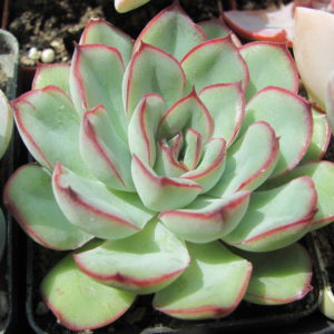 Echeveria pulidonis