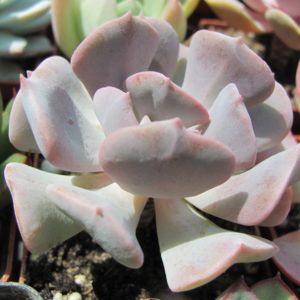 Echeveria Cubik Frost