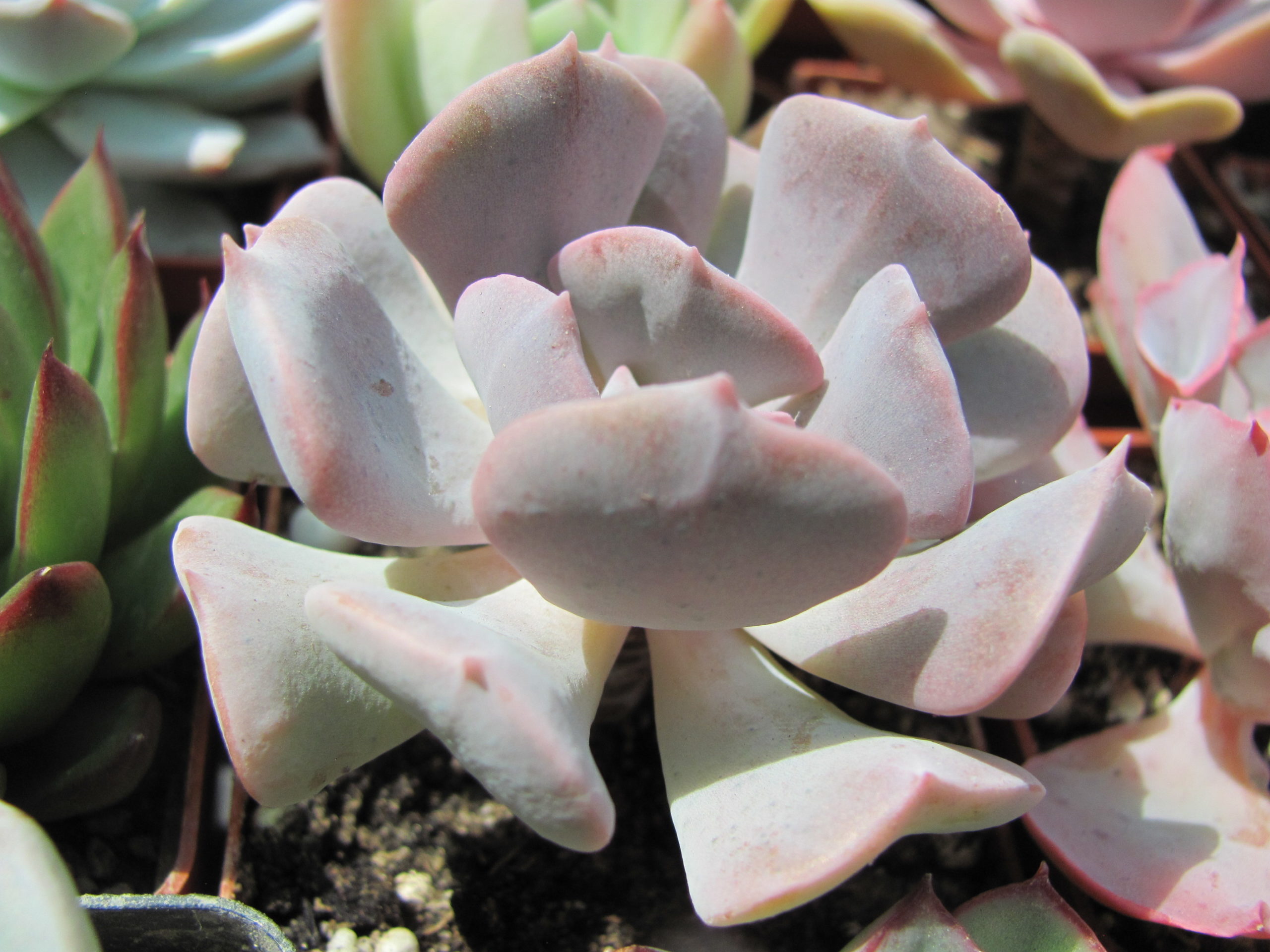 Echeveria Cubik Frost