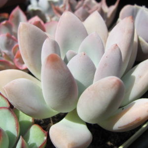Pachyveria  Opalina