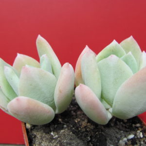 Echeveria   pulvinata  hybr.