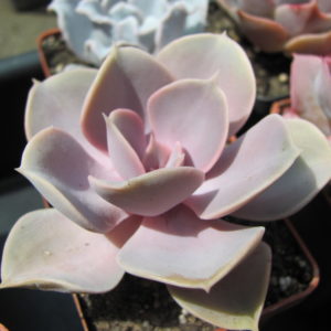 Echeveria  Perle von Nurnberg