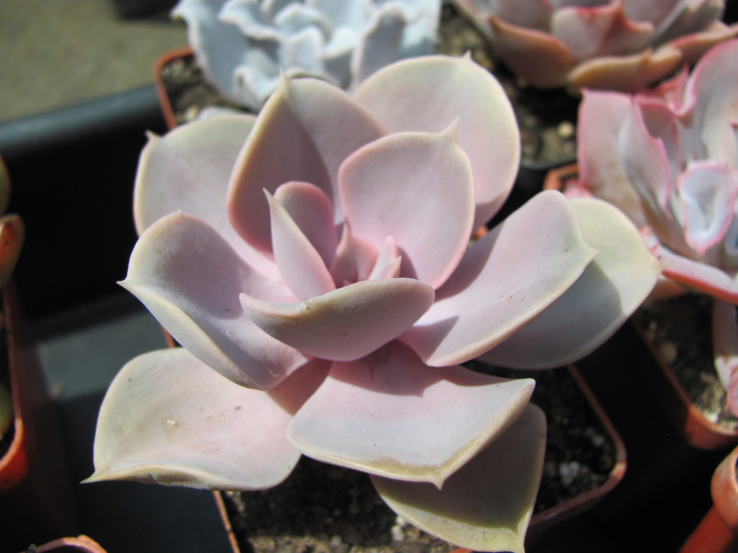 Echeveria  Perle von Nurnberg